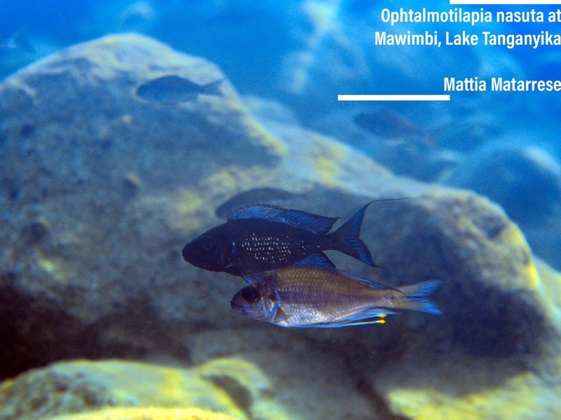 Ophthalmotilapia sp. 'paranasuta' Mawimbi